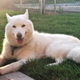 Image for article titled National Pet Day is over, but look at our good boys and girls anyway